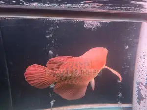 Super Red Arowana
