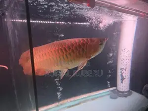 Super Red Arowana