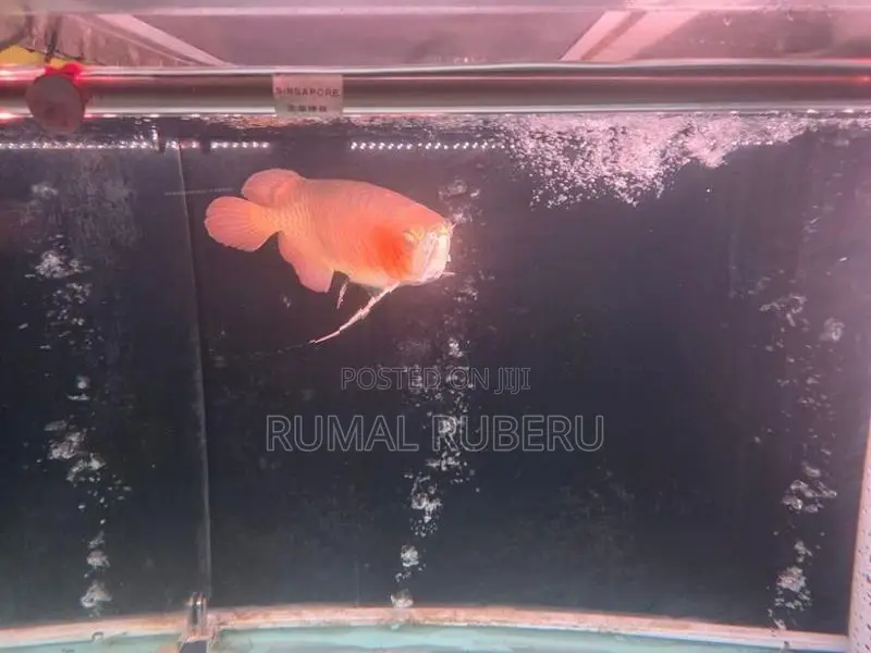 Super Red Arowana