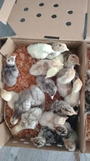வான்கோழி பத்து நாள் குஞ்சு