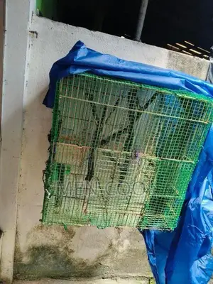 Finches brid cage