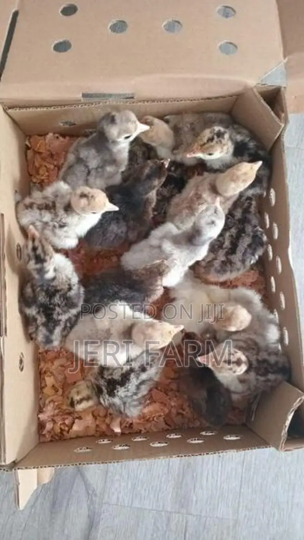 வான்கோழி பத்து நாள் குஞ்சு