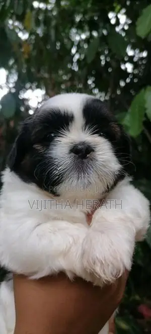 Shitzu puppies for seal