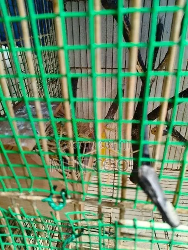Finches brid cage