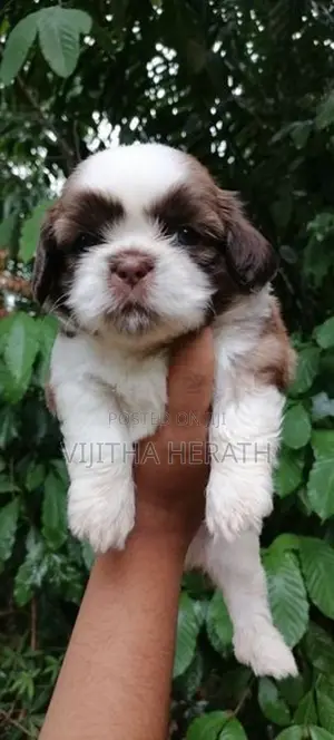 Shitzu puppies for seal