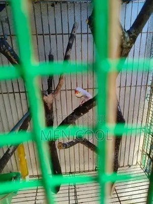 Finches brid cage
