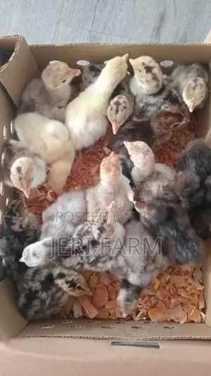 வான்கோழி பத்து நாள் குஞ்சு