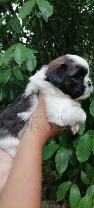 Shitzu puppies for seal