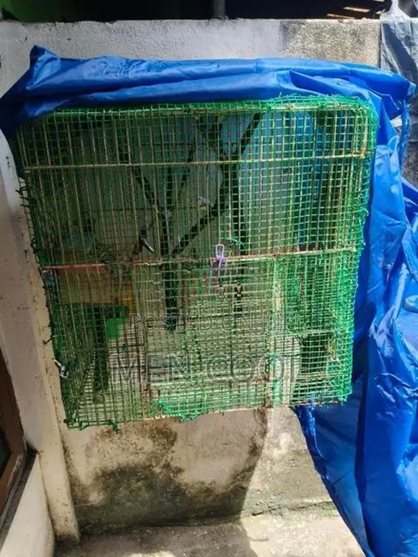 Finches brid cage