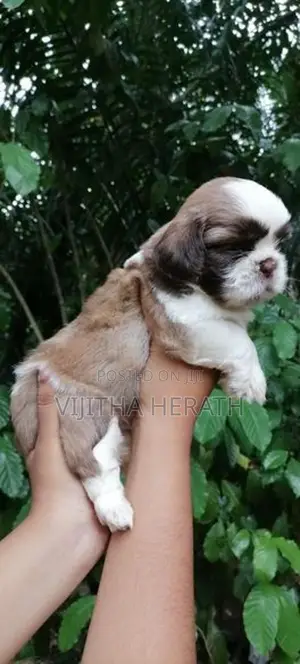 Shitzu puppies for seal