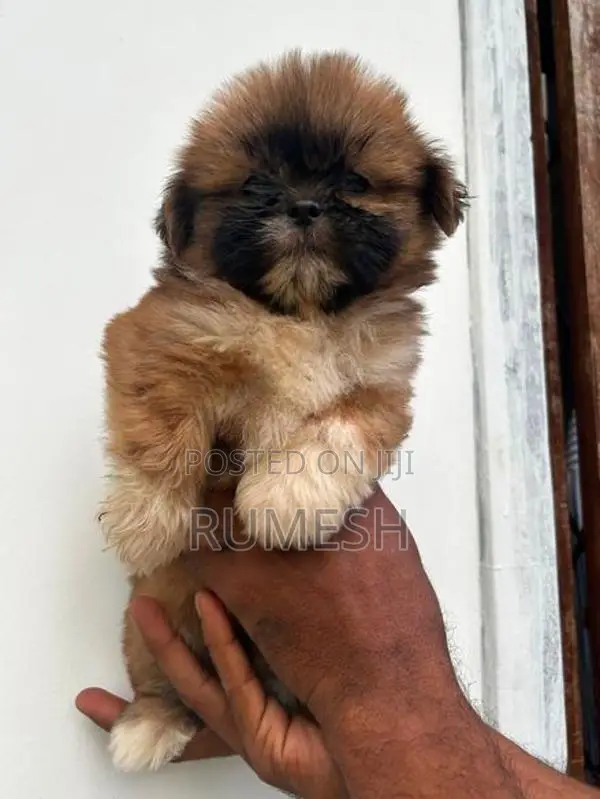 Shih Tzu Puppy
