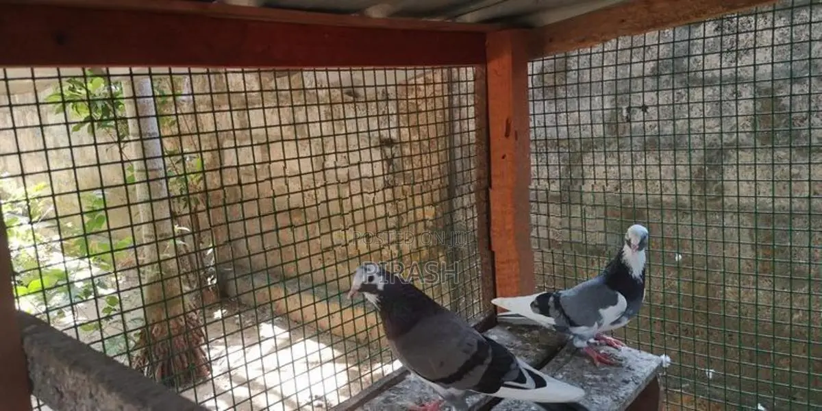 Pigeons