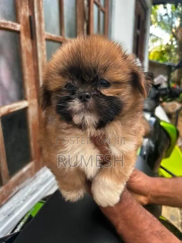 Shih Tzu Puppy