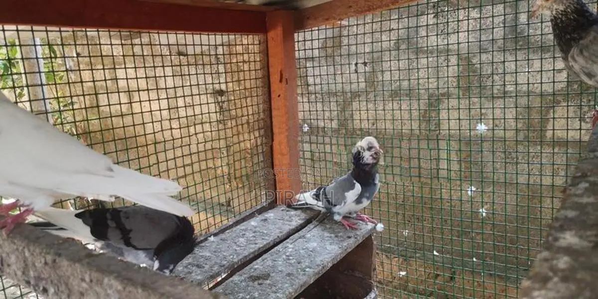 Pigeons