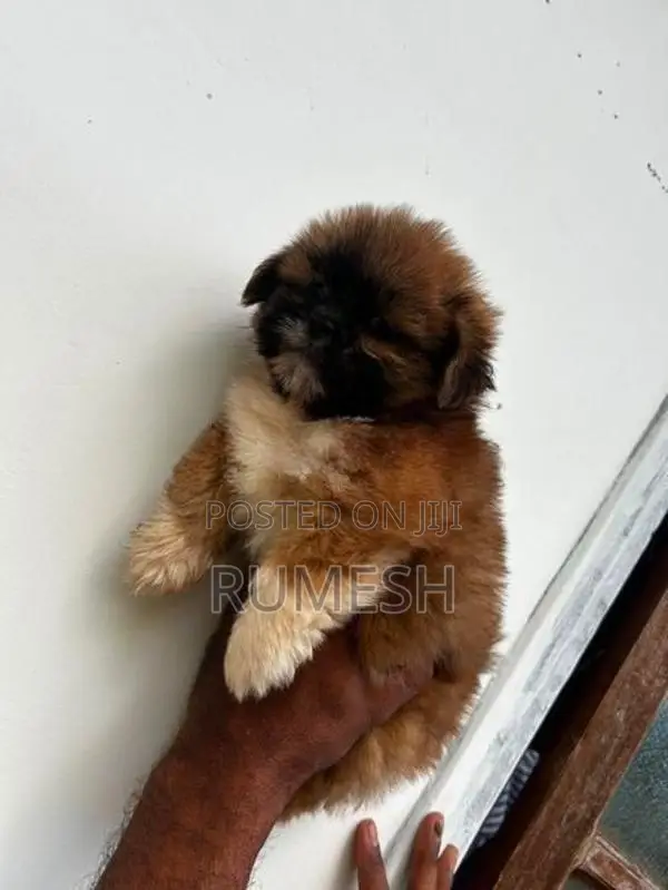 Shih Tzu Puppy