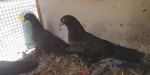 Pigeons