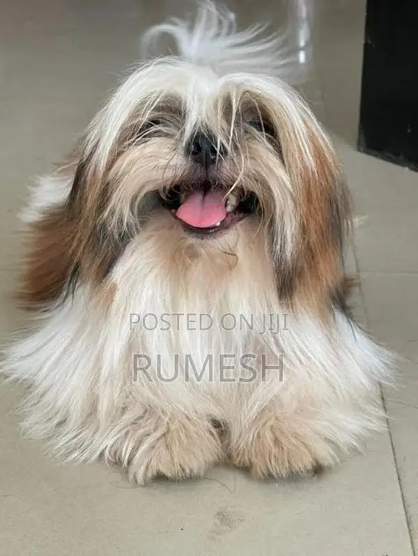 Shih Tzu Puppy