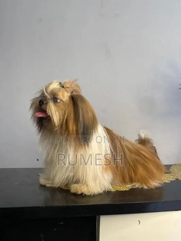 Shih Tzu Puppy