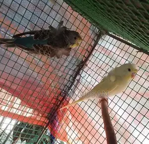 Helicopter Love Birds