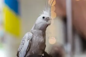 cocktail bird