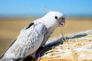 cocktail bird