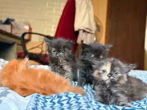 Tortoiseshell Persian kittens