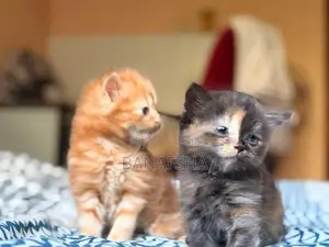 Tortoiseshell Persian kittens