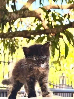 Tortoiseshell Persian kittens