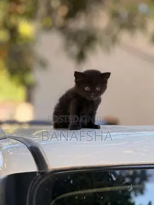 Tortoiseshell Persian kittens