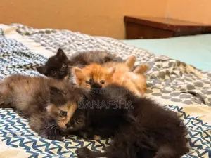 Tortoiseshell Persian kittens