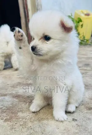 Pomanerian Puppy