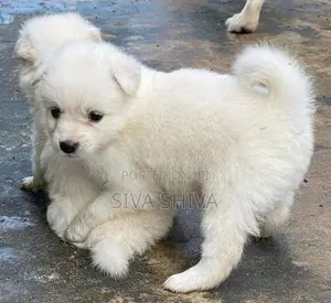 Pomanerian Puppy