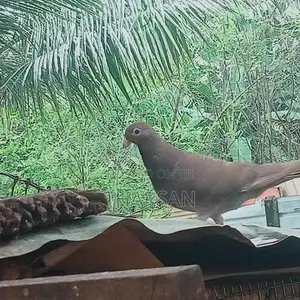 Pigeons