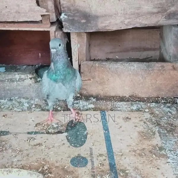 Pigeons