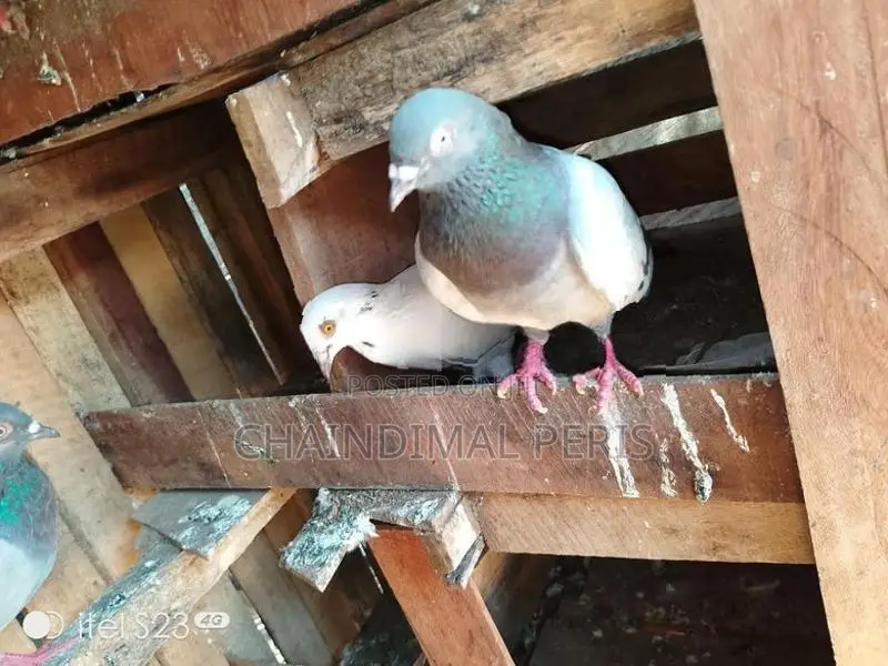 පරවියන්