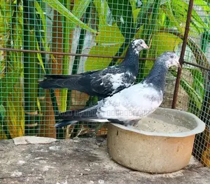 Timing Pigeon
