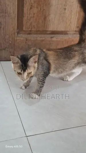 Pashion Mix Cat