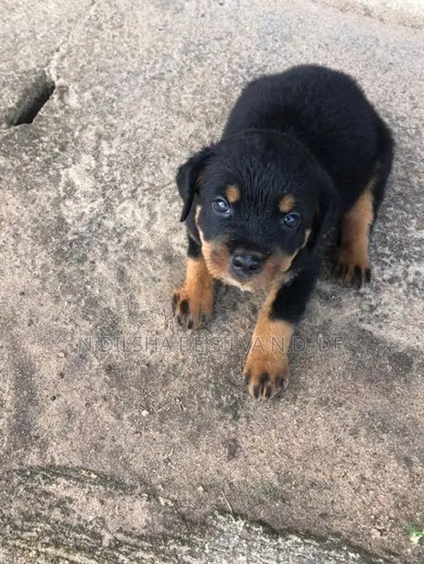 Rottweiler පැටව්