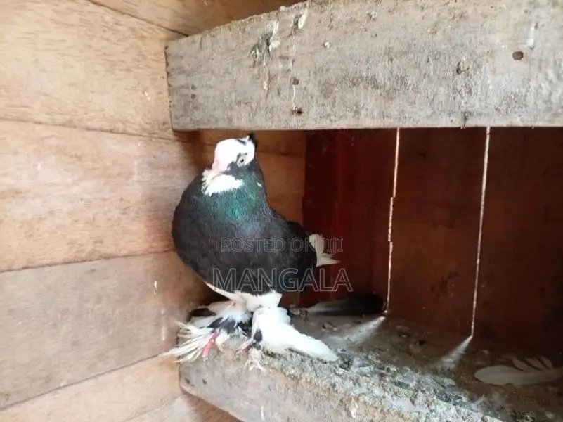 Pigeons