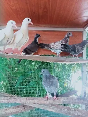 Pakistan Pigeon