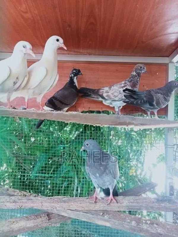 Pakistan Pigeon