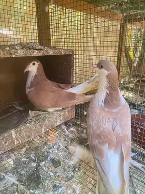 Pigeon