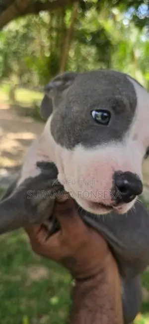 American Bully Puppies
