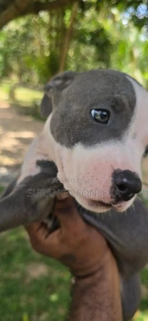 American Bully Puppies