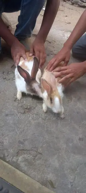 Rabbits
