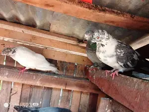 පරවියන්