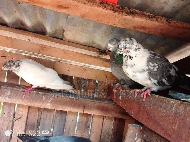 පරවියන්