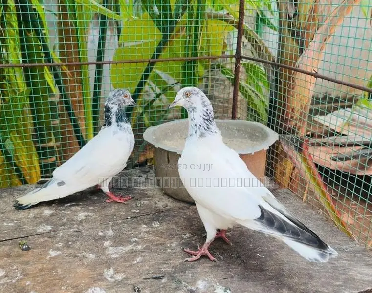 Timing Pigeon