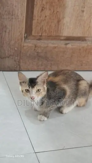 Pashion Mix Cat
