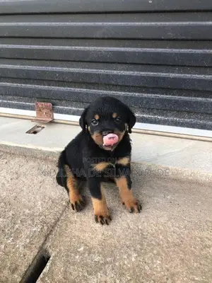 Rottweiler පැටව්